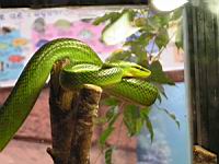 Serpent ratier a queue rouge, Ellaphe oxycephala (ord. Squamates)(ss-ord. Ophidiens)(fam. Colubrides) (Photo F. Mrugala) (3)